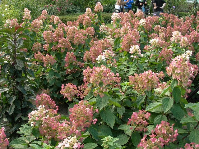 Hydrangea paniculata 'Mega Mindy'